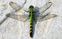 Erythemis simplicicollis (Say, 1839)