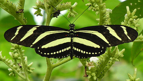 Heliconius charithonia Comstock & Brown, 1950